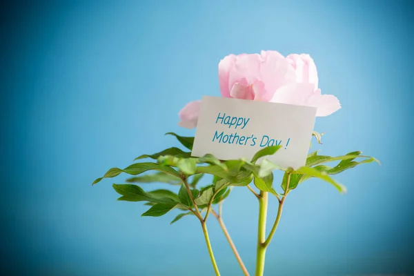 Beautiful Big Pink Peony Congratulations Mother Day Isolated Blue Background — Stock Photo, Image