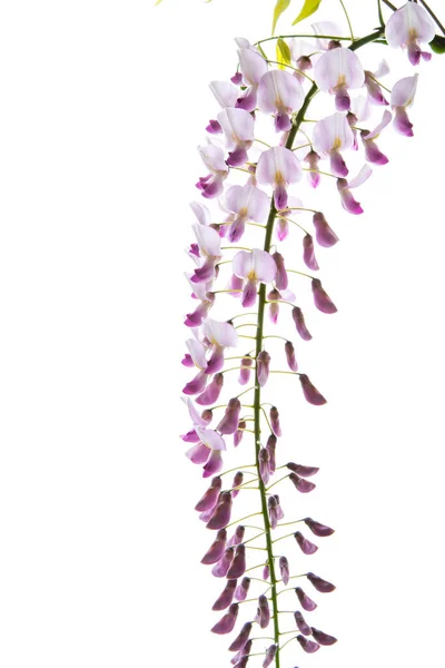 Branch Beautiful Spring Blooming Wisteria Isolated White Background — Stock Photo, Image