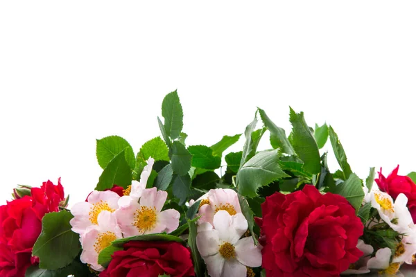 许多红玫瑰在白色背景上被隔离的美丽背景 — 图库照片