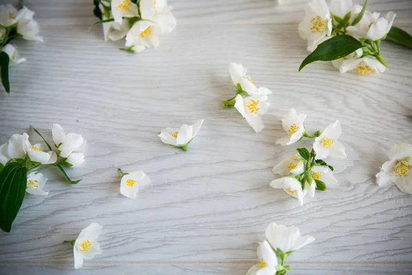 Beautiful Light Wooden Background Flowers White Blooming Jasmine — Stock Photo, Image