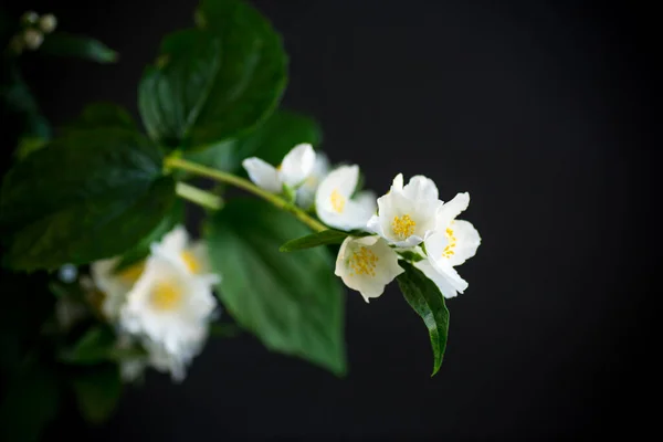 Branch Blooming Fragrant White Jasmine Flowers Isolated Black Background — Stock Photo, Image