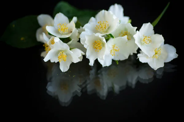 Gałąź Kwitnących Pachnących Białych Kwiatów Jaśminu Odizolowanych Czarnym Tle — Zdjęcie stockowe