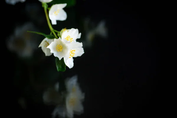 花的分枝 芳香的白色茉莉花 在黑色的背景上被分离出来 — 图库照片