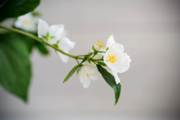 Branch Blooming Fragrant White Jasmine Flowers Light Wooden Background — Stock Photo, Image