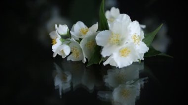 Çiçek açan beyaz yasemin çiçekleri dalları siyah arkaplanda yalıtılmış.