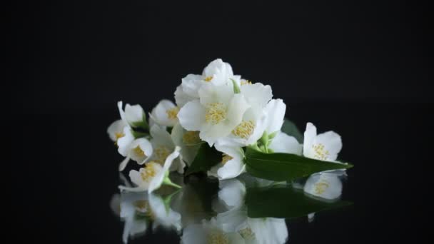 Větev Kvetoucí Voňavé Bílé Jasmín Květiny Izolované Černém Pozadí — Stock video
