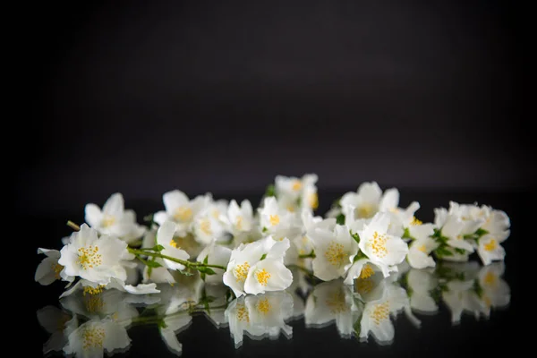 Κλάδος Ανθισμένων Αρωματικών Λευκών Λουλουδιών Γιασεμιού Που Απομονώνονται Μαύρο Φόντο — Φωτογραφία Αρχείου
