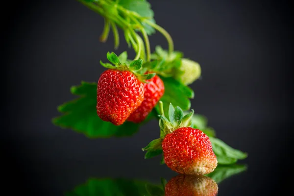 Maturo Succosa Fragola Rossa Isolata Sfondo Nero — Foto Stock