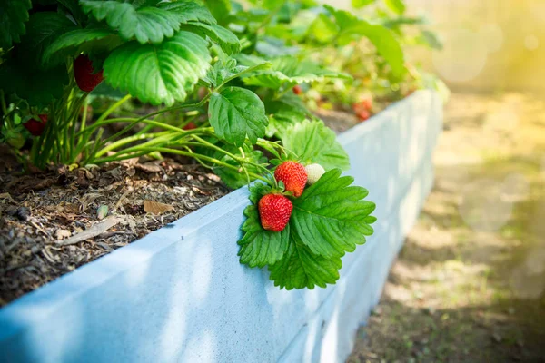Fresas Rojas Maduras Crecen Una Cama Jardín Madera Aire Libre Imagen De Stock