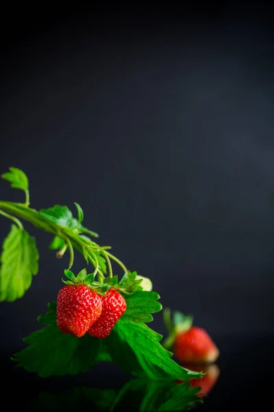 Ωριμότητα Ζουμερή Κόκκινη Φράουλα Απομονωμένη Μαύρο Φόντο — Φωτογραφία Αρχείου