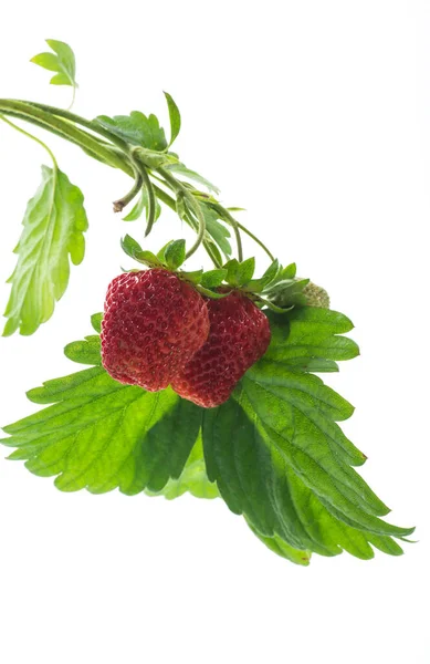 Ripe Juicy Red Strawberry Isolated White Background — Stock Photo, Image