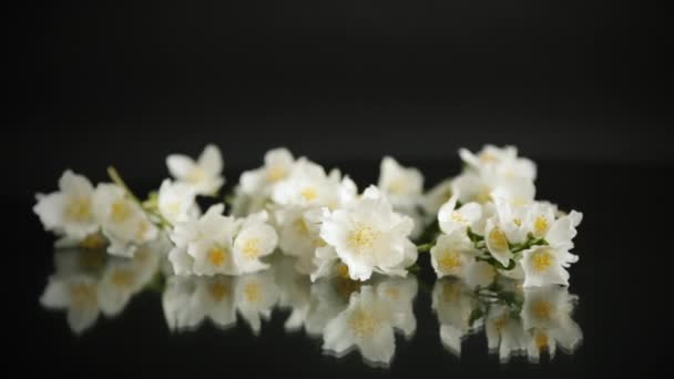 Gałąź Kwitnących Pachnących Białych Kwiatów Jaśminu Odizolowanych Czarnym Tle — Wideo stockowe