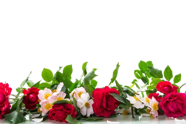 Όμορφο Φόντο Από Πολλά Κόκκινα Τριαντάφυλλα Που Απομονώνονται Λευκό Φόντο — Φωτογραφία Αρχείου