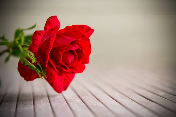Голова Красивой Красной Розы Крупным Планом Светлом Фоне — стоковое фото