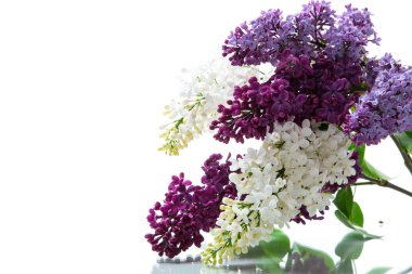 Beyaz arka planda izole edilmiş farklı renkte güzel bahar leylakları.