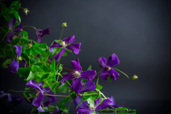 Hermosa Flor Clematis Aislado Sobre Fondo Negro —  Fotos de Stock