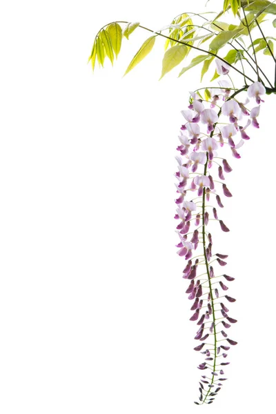 Branch Beautiful Spring Blooming Wisteria Isolated White Background — Stockfoto