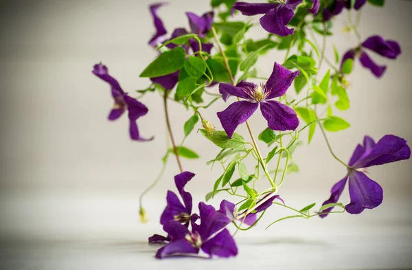 Beautiful Blooming Clematis Light Blurred Background — Stock Photo, Image