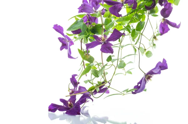 Beautiful Blooming Clematis Isolated White Background — Zdjęcie stockowe