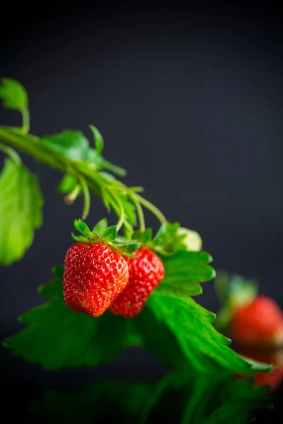 Ripe Juicy Red Strawberry Isolated Black Background — Stock Photo, Image