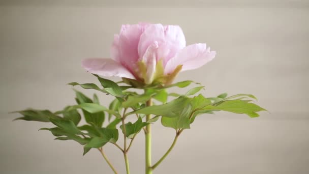 배경에 고립되어 아름다운 분홍색의 조랑말 — 비디오