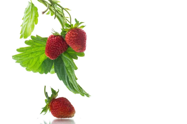 白色背景下的成熟多汁红草莓 — 图库照片