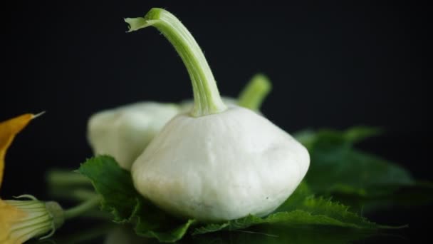 Fresh Organic Squash Flowers Foliage Isolated Black Background — Video Stock