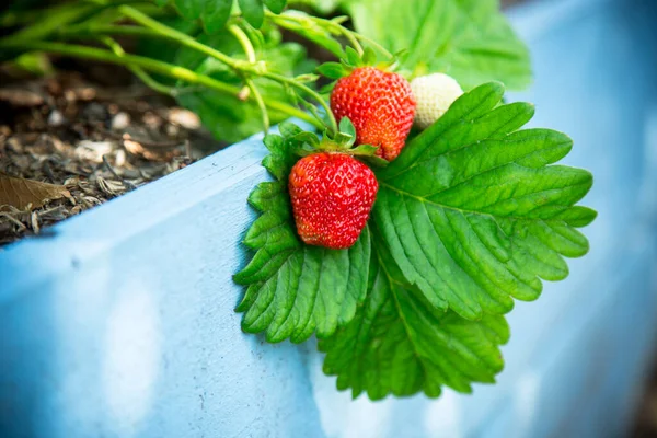 Fresas Rojas Maduras Crecen Una Cama Jardín Madera Aire Libre —  Fotos de Stock