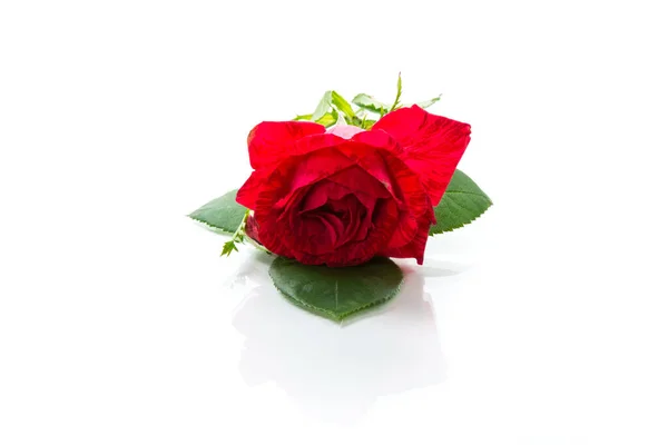 Голова Красивой Красной Розы Крупным Планом Изолирована Белом Фоне — стоковое фото