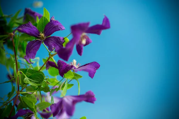 Beautiful Blooming Clematis Isolated Blue Background — Photo