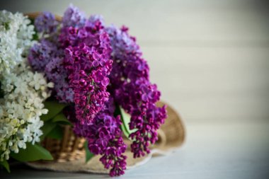 Tahta bir masanın üzerinde farklı renkte güzel bahar leylakları.