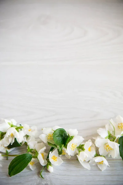 Houten Achtergrond Met Bloeiende Mooie Witte Jasmijn Lege Ruimte — Stockfoto