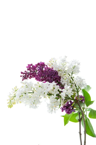 Bouquet Beautiful Spring Lilacs Different Colors Isolated White Background — Photo