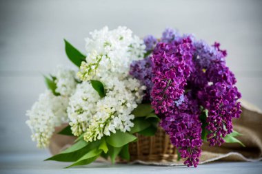 Tahta bir masanın üzerinde farklı renkte güzel bahar leylakları.