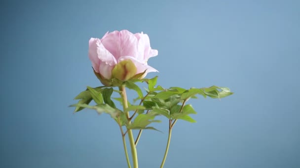 Hermosa Peonía Rosa Grande Primer Plano Aislado Sobre Fondo Azul — Vídeos de Stock