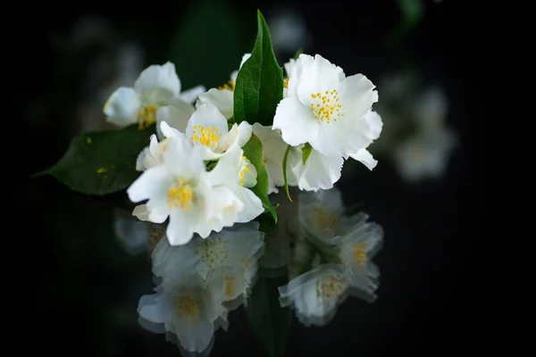 Branche Fleurs Jasmin Blanc Parfumé Fleurs Isolées Sur Fond Noir — Photo