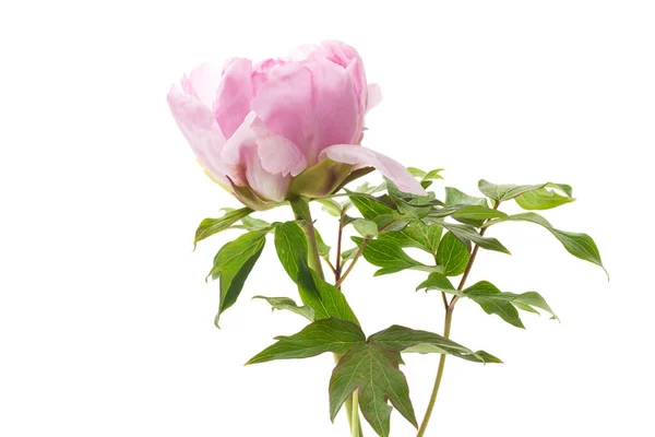 Hermosa Peonía Rosa Grande Primer Plano Aislado Sobre Fondo Blanco — Foto de Stock