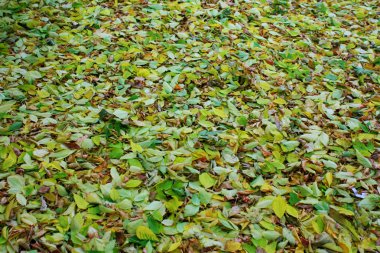 sıcak renkler sonbahar. akçaağaç yaprakları zemin kaplama.