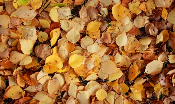 Varma färger i höst. lönnlöv täcker marken. — Stockfoto