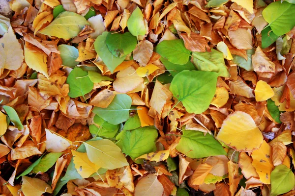 Teplé barvy podzimu. Javorové listy, u země. — Stock fotografie