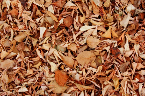 Cores quentes do Outono. Folhas de bordo cobrindo o solo . — Fotografia de Stock