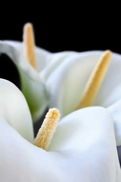 Białe lilie calla ze duży zielony liść na białym tle na tle — Zdjęcie stockowe