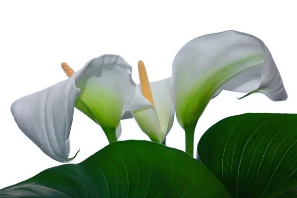 Witte calla lelies met grote groene blad geïsoleerd op een achtergrond — Stockfoto