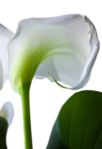Hvite Calla-liljer med stort, grønt blad isolert på bakgrunn – stockfoto