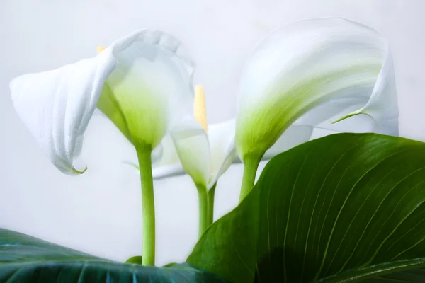 Białe lilie calla ze duży zielony liść na białym tle na tle — Zdjęcie stockowe