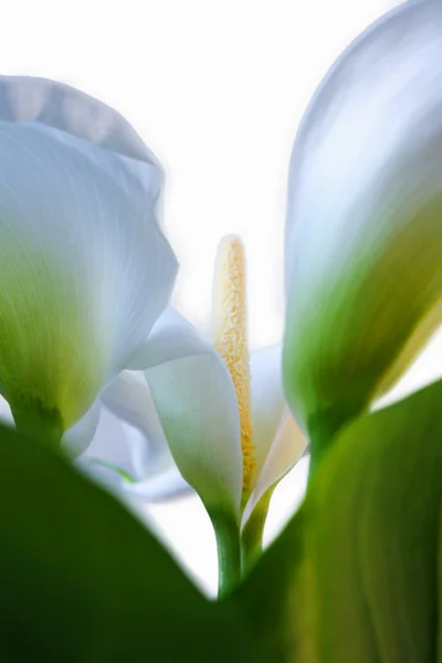 Белые лилии Калла с большим зеленым листом изолированы на белом спинке — стоковое фото