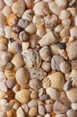 deniz kabuklarını arka plan