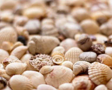 deniz kabuklarını arka plan