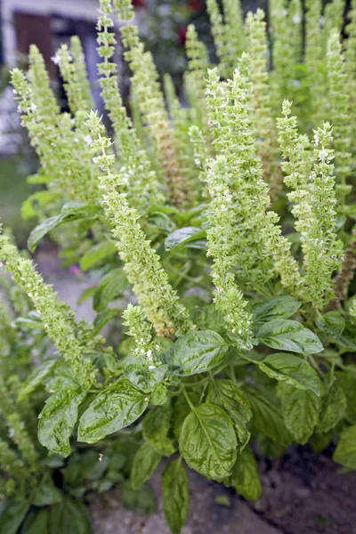 Organic Basil — Stock Photo, Image