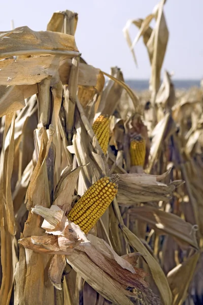 Кукурудзяне поле — стокове фото